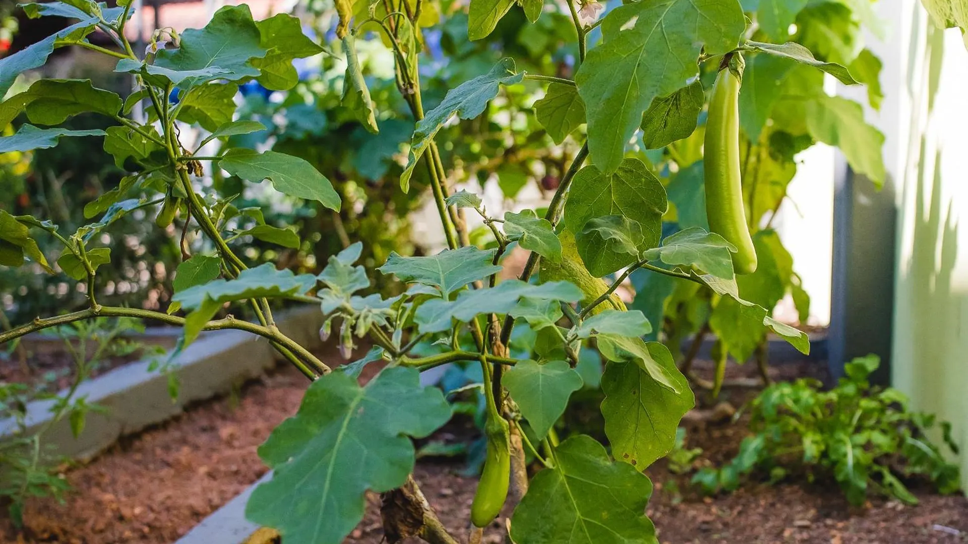 הוילה Alappuzha Hibiscus Earth - A Cgh Earth Saha Experience